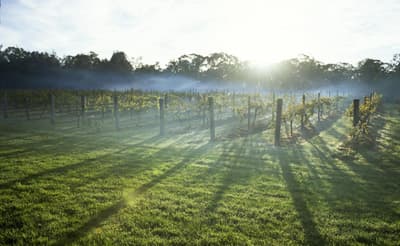 Regional Australia Mostly Virus-Free