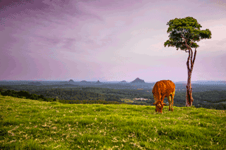 Why Australian Property Investors Are Increasingly Thinking Of Queensland